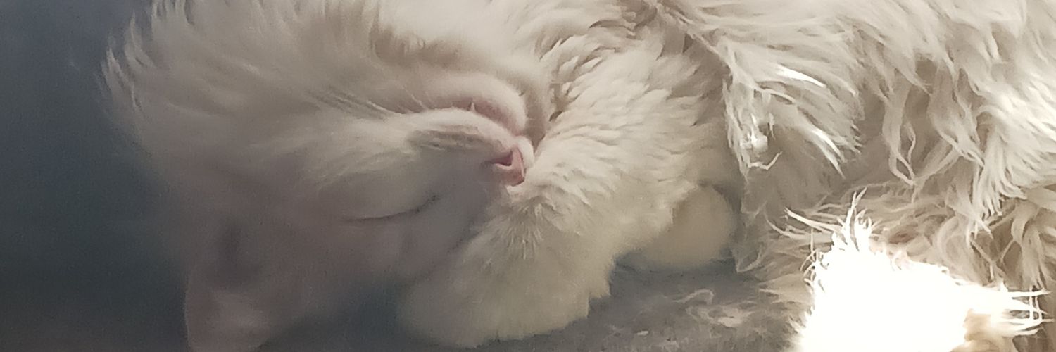 Stargoz's profile banner image