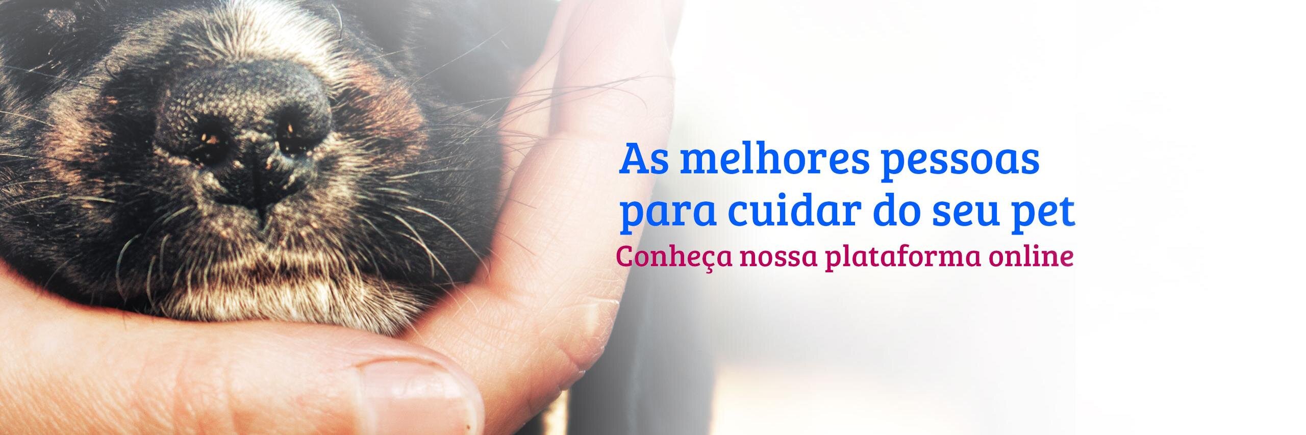 Pet_Anjo's profile banner image