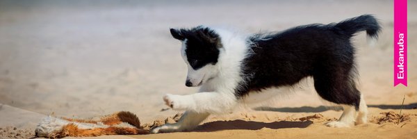 Eukanuba México Profile Banner