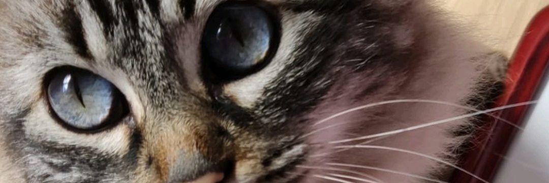 BritzDios's profile banner image