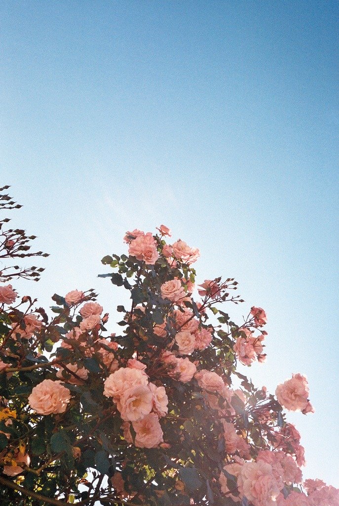 dianaafitria's profile banner image