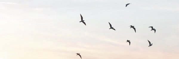 hamasatii's profile banner image