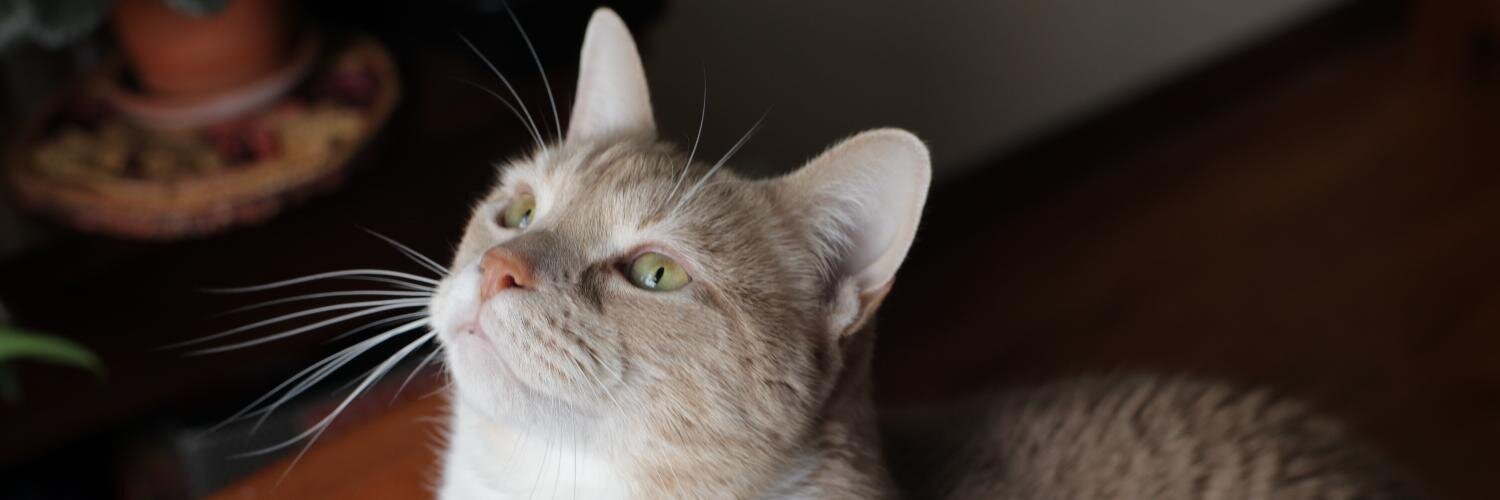 BabyVolcanoFilm's profile banner image