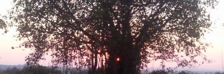 Vedavati vaidya banner