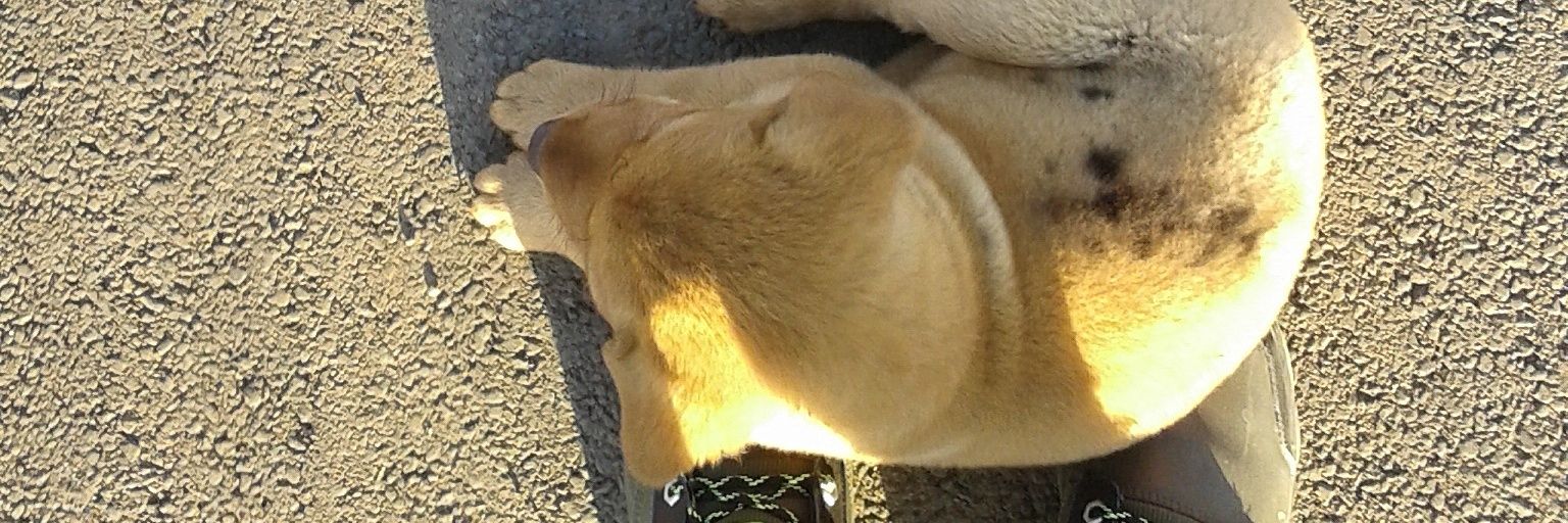 Botse👆🏽♐️ banner