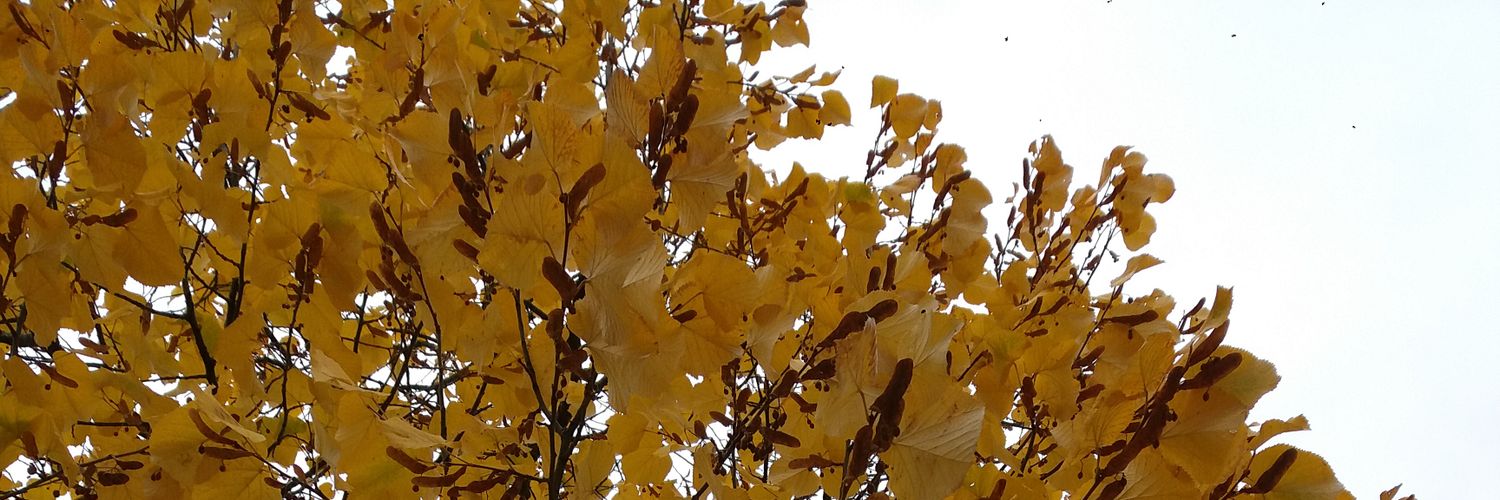 BurmaBirma's profile banner image
