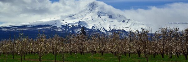 ORWACider Profile Banner