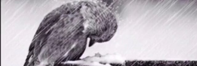 faez2999's profile banner image