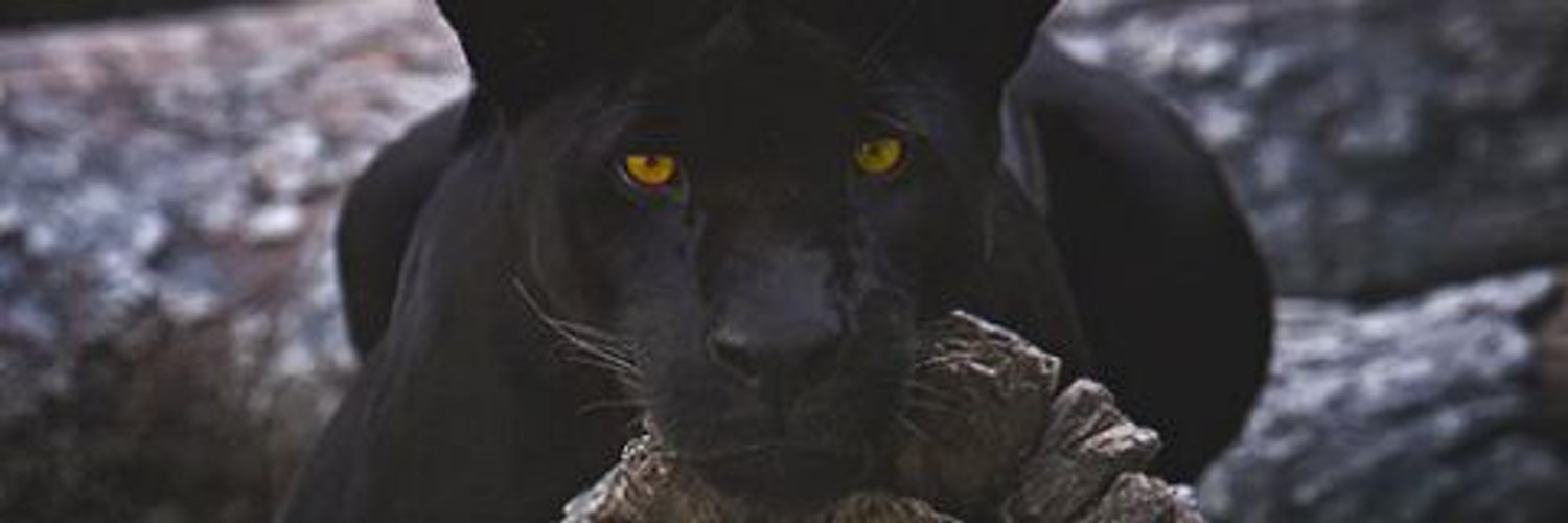 ireemdarak's profile banner image