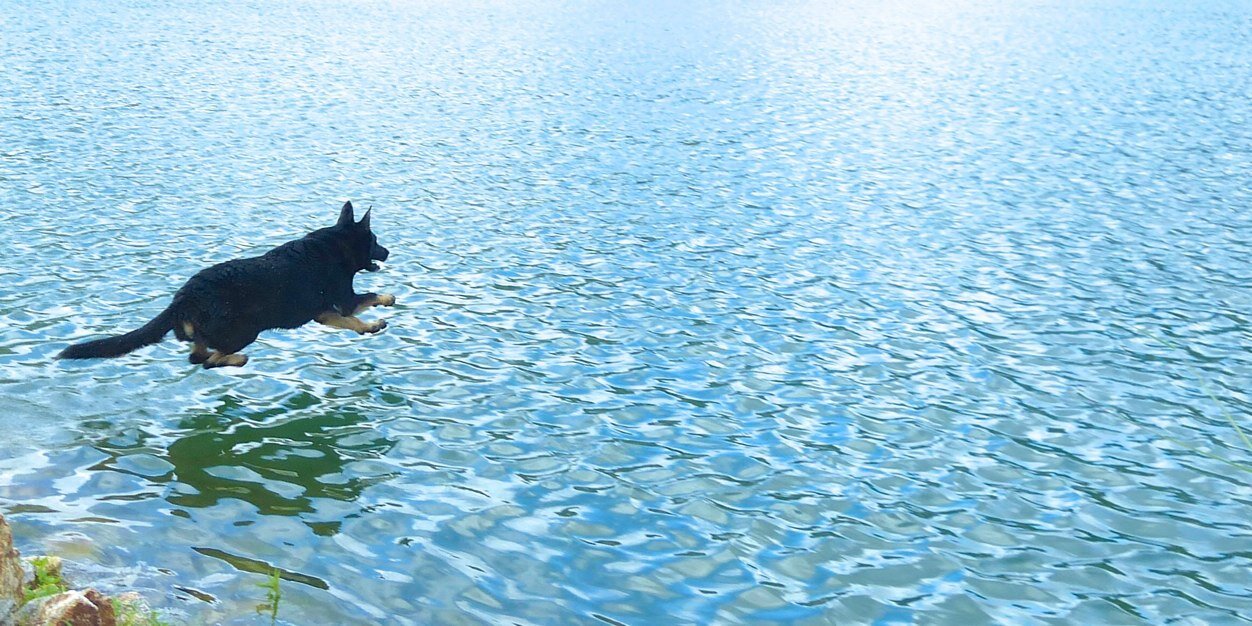 canineworld's profile banner image
