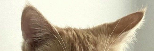 lastiqn's profile banner image