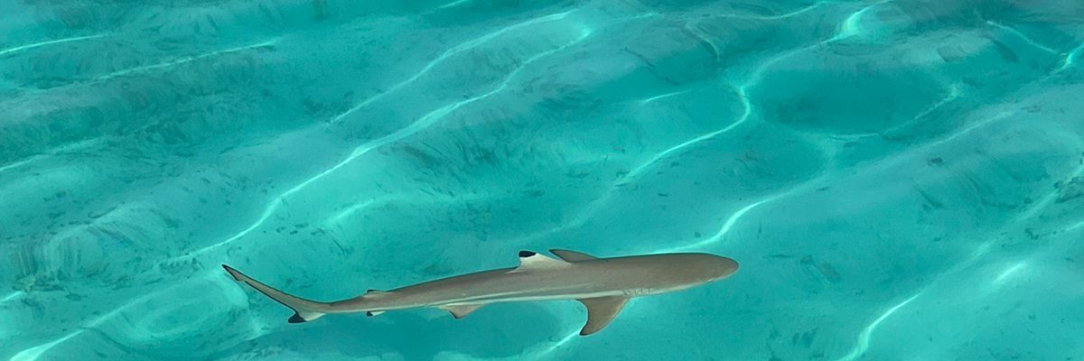 Alex 🇲🇺 banner