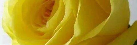 sehammansour's profile banner image