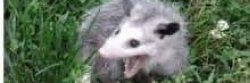 beaky17__'s profile banner image