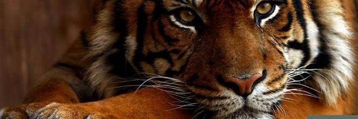 LA_SO_PA's profile banner image