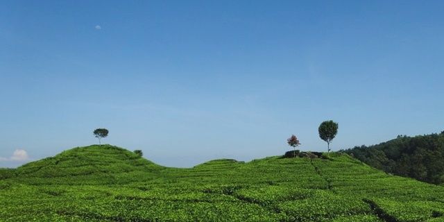 idherma's profile banner image