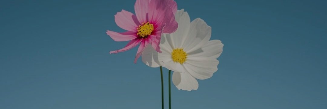 devitanfa's profile banner image