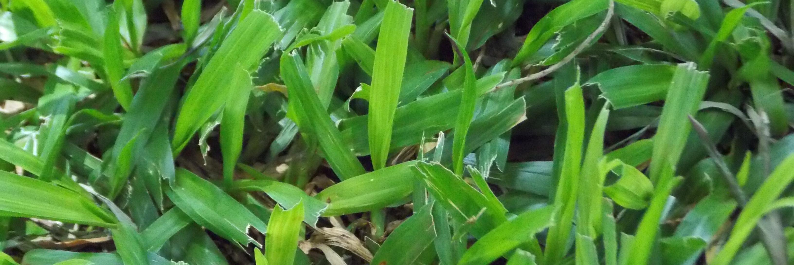 Daiana Bárbaro💚 banner