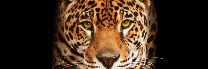its_bold1's profile banner image