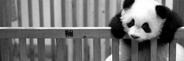 RittaRodriguez2's profile banner image