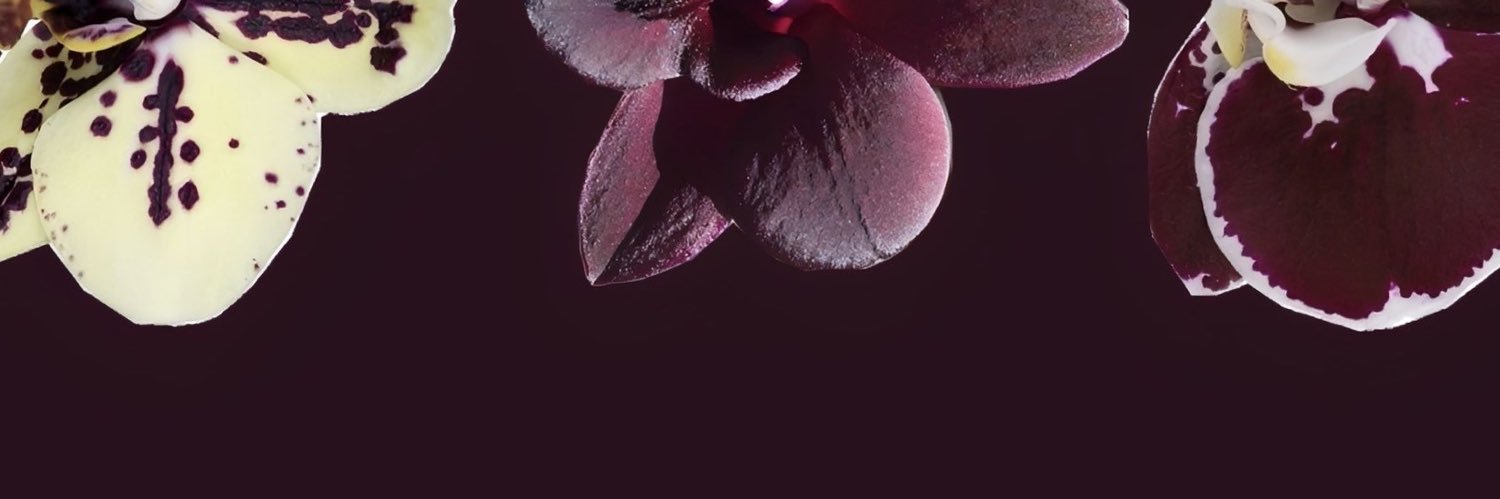 fairy? banner
