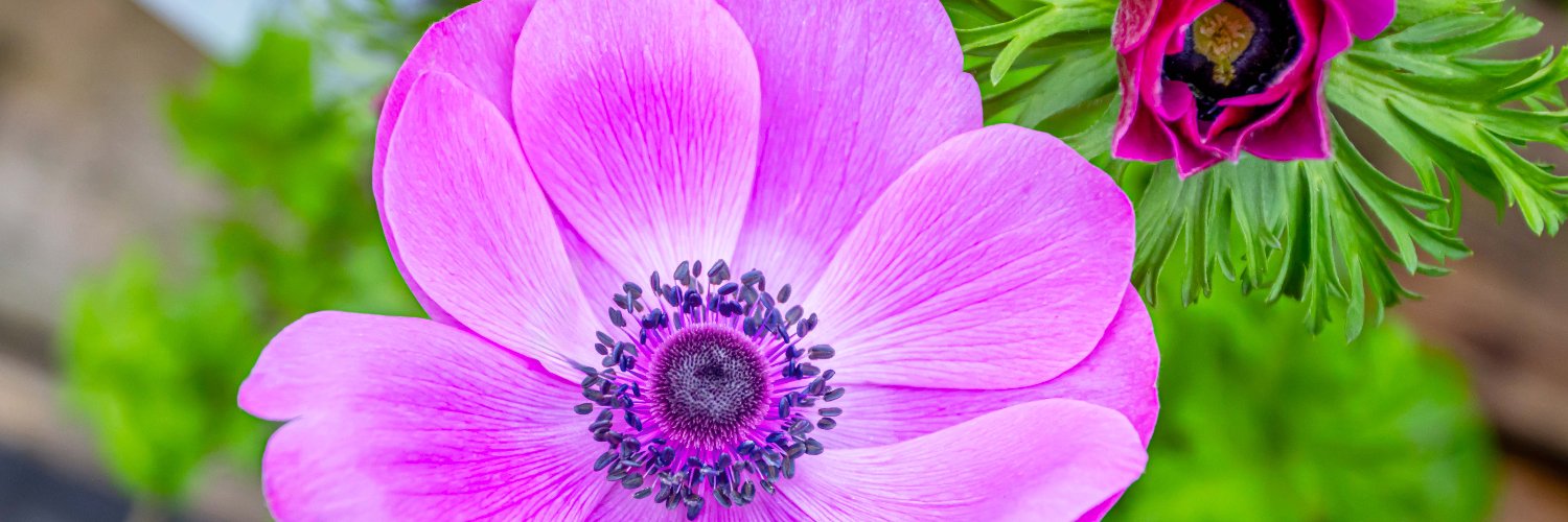 Barton Grange Garden Centre banner