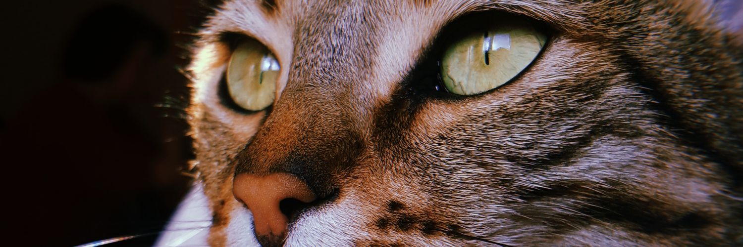 CopadoRuiz's profile banner image
