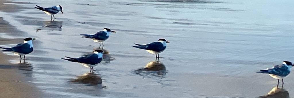 Jenny Meagher banner