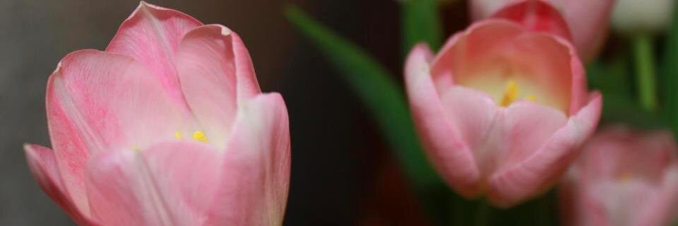 kujalanina's profile banner image