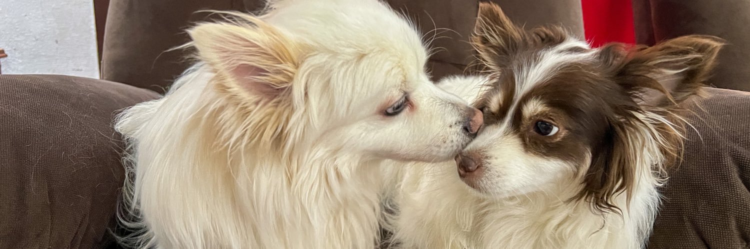 NohaMostafaM's profile banner image