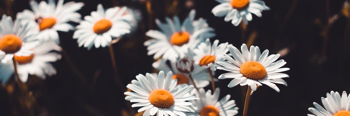 p. banner