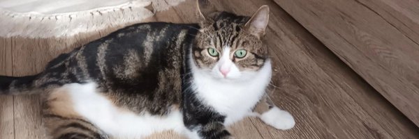 DERVIEMOO Profile Banner