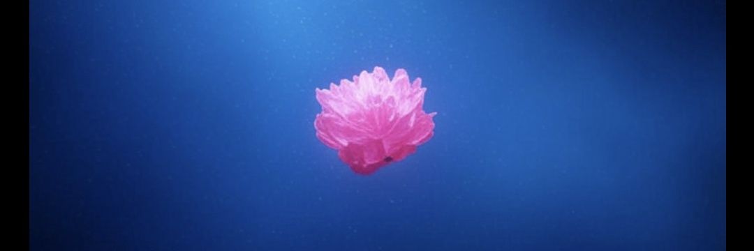 うさもも banner