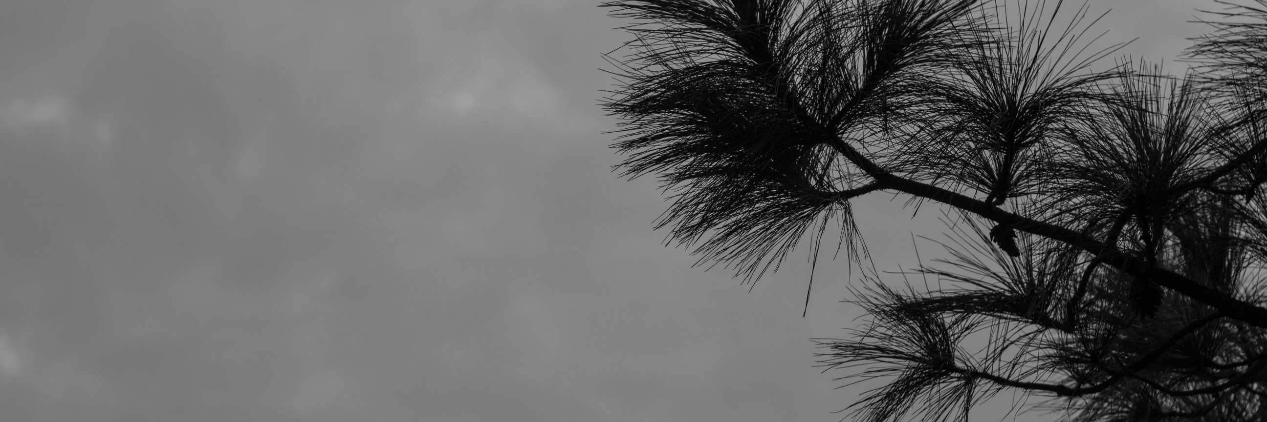 franmoerida's profile banner image