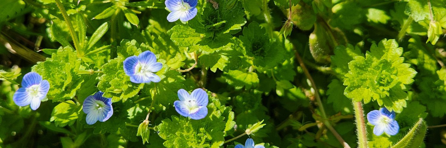 riu_2222's profile banner image