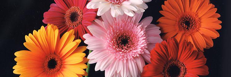 Rachel_looby's profile banner image