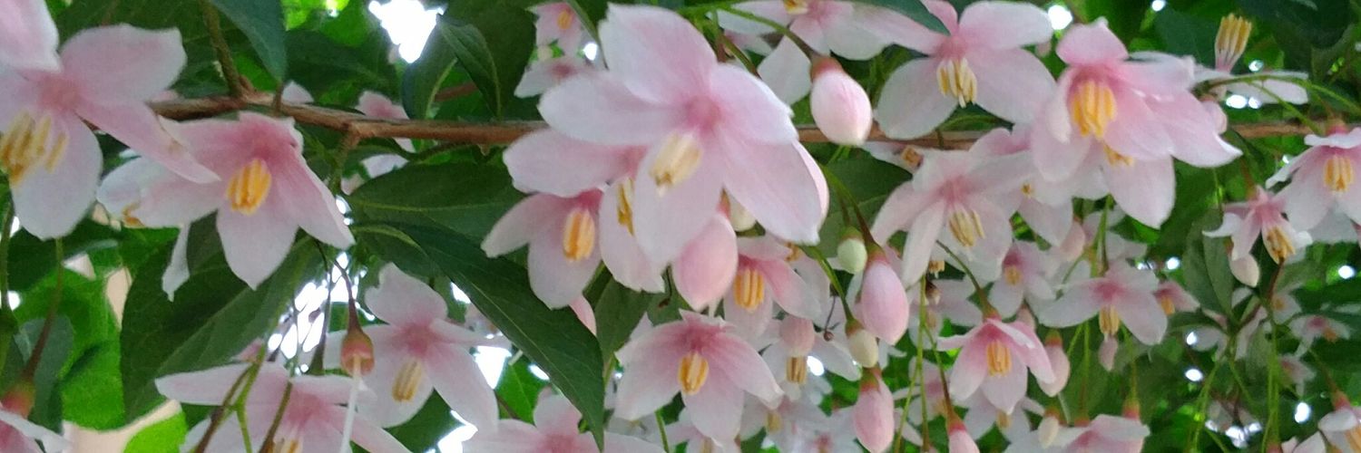 関谷 和子 banner