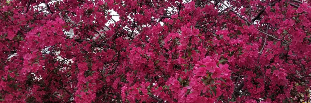 Axxeells's profile banner image