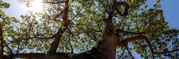 johnson_corner's profile banner image