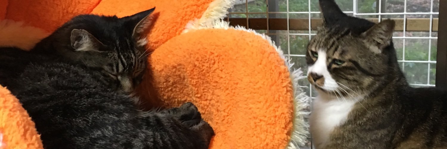 chibiYoda's profile banner image
