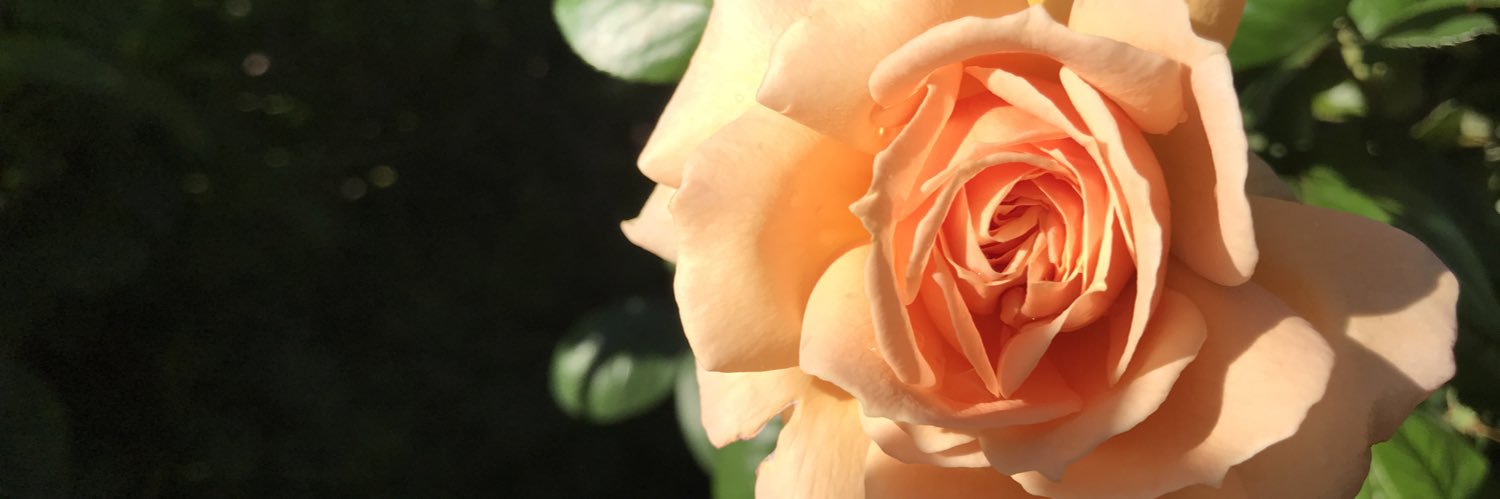msy_tre's profile banner image