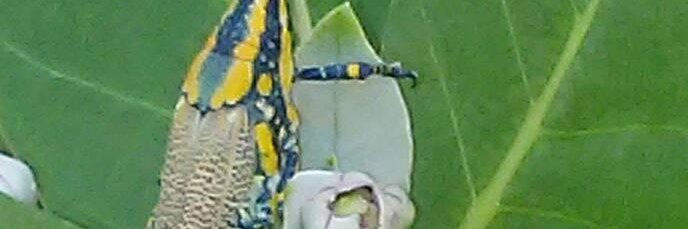 leticia nakashima banner