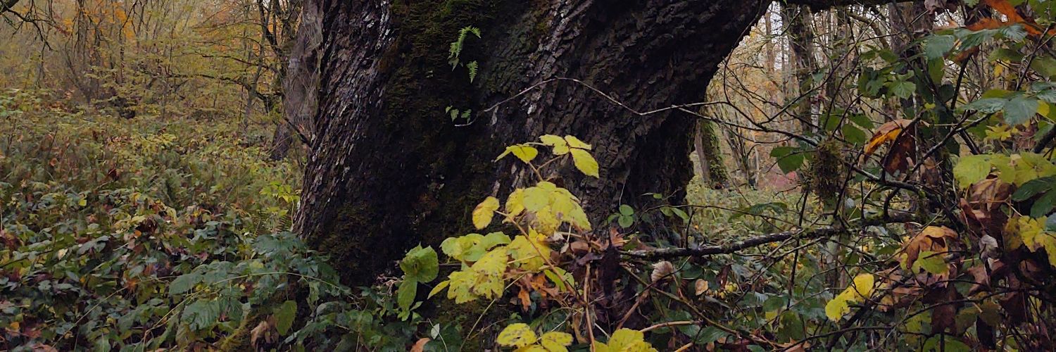 kisstheswitch's profile banner image