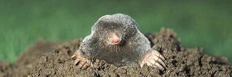 Paddockmole's profile banner image