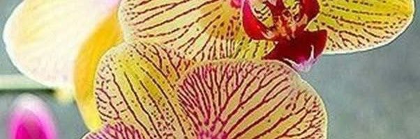 RutChapina's profile banner image