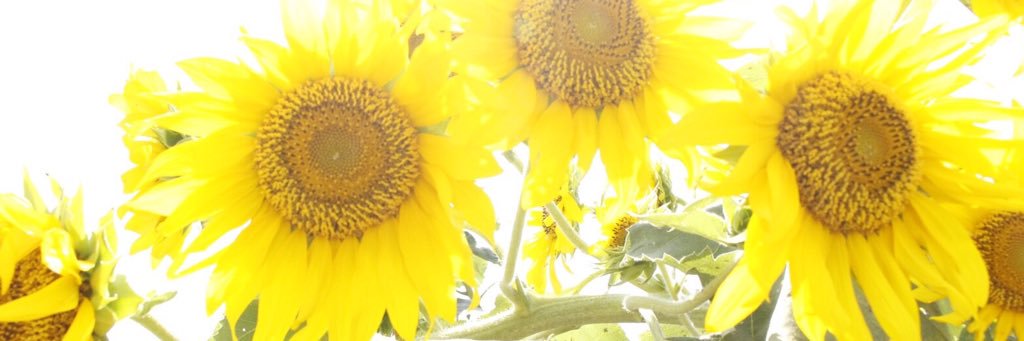 qoo675's profile banner image