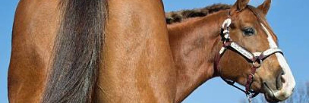 WillyWilliams_1's profile banner image