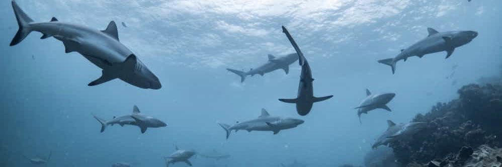 Alisa Schwartz 🦈🤿🌊 banner