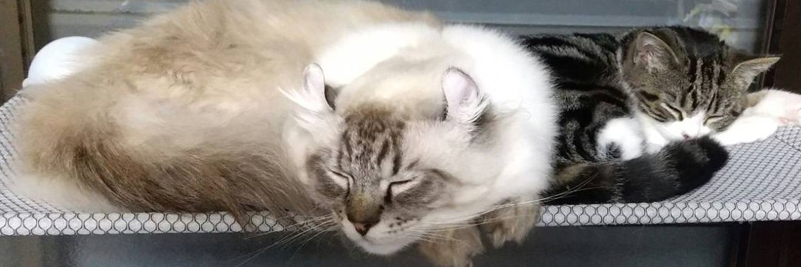 🐈🐾freedommasaru🌙🍖✝️ banner