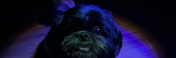 PoshTarot555 Profile Banner